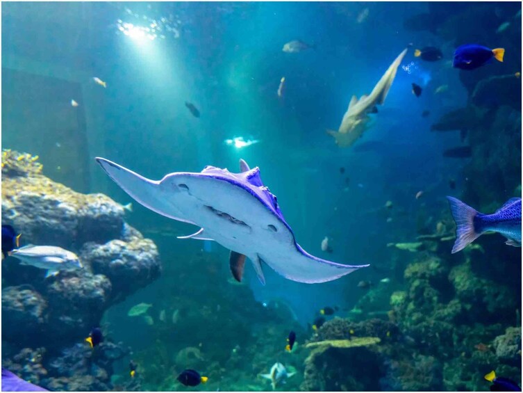 A manta ray swimming in an aquarium with various colorful fish and coral reefs. 4