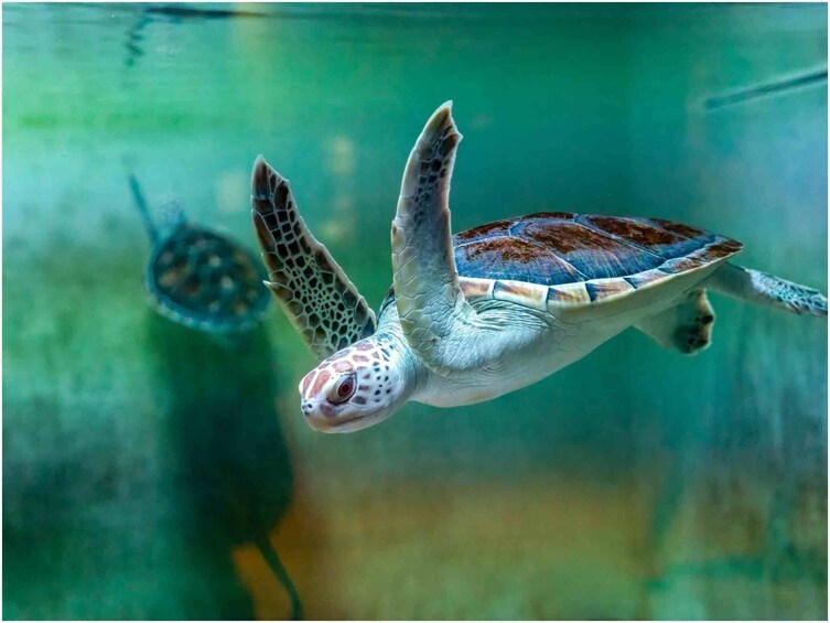 A sea turtle swimming in clear water. 5