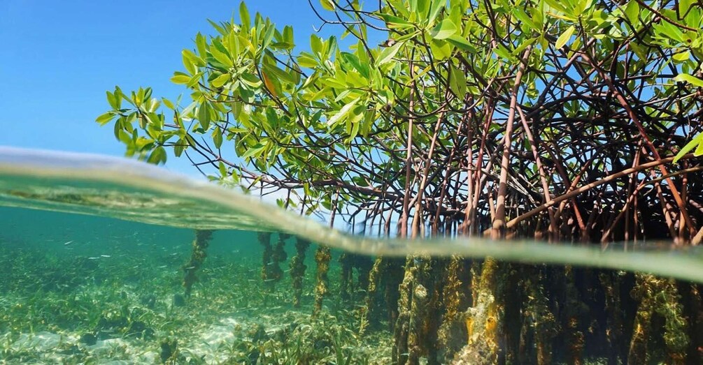 Picture 5 for Activity Martinique: day trip to the heart of the Mangrove 4