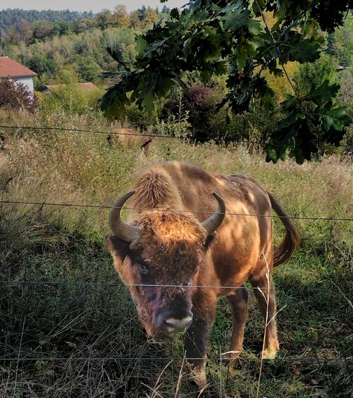 A bison grazing near a fence in a grassy field with trees in the background. 4