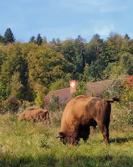 A rural landscape with grazing cattle and a red cross building in the background. 5