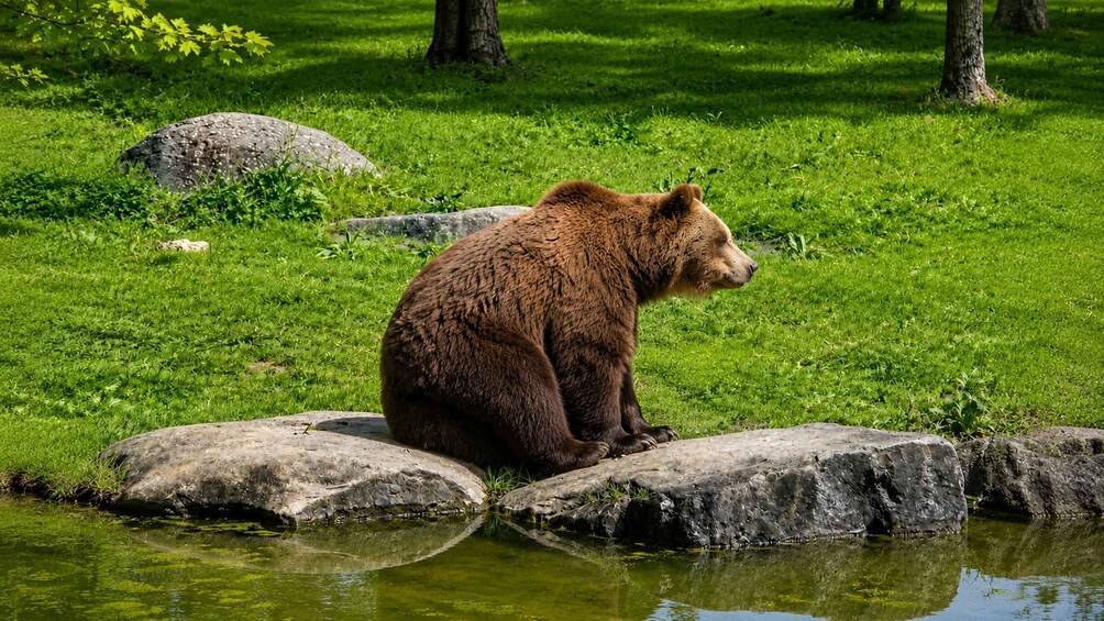 A bear sitting on rocks by a pond in a grassy area. 1