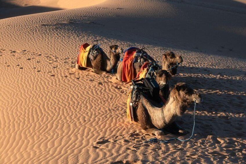 Camels with saddles and blankets in a desert. 5