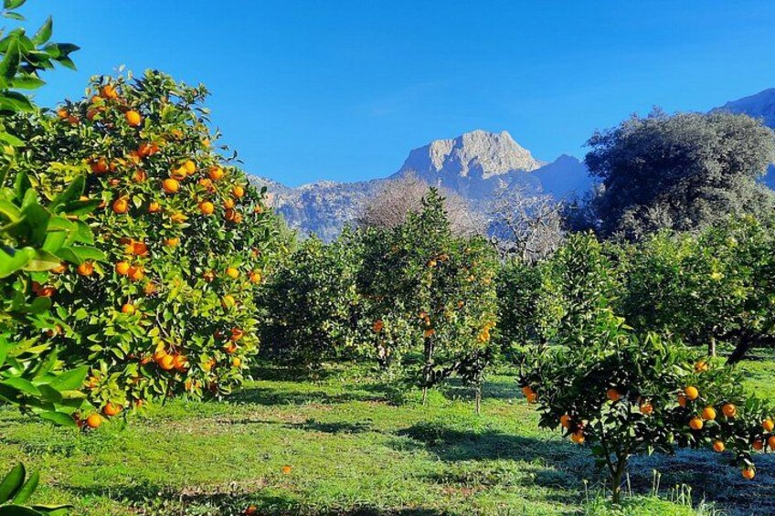 Private Tour Mallorca's West Coast and Orange Valley 3