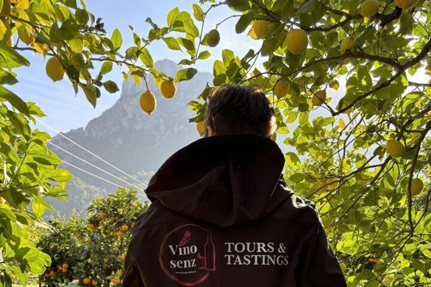 Private Tour Mallorca's West Coast and Orange Valley 1