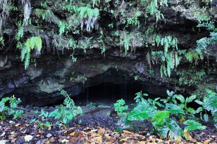 A cave entrance with ferns and moss-covered rock walls. 2
