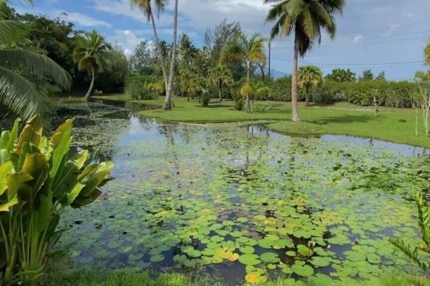 A pond with lily pads surrounded by tropical vegetation and palm trees. 1