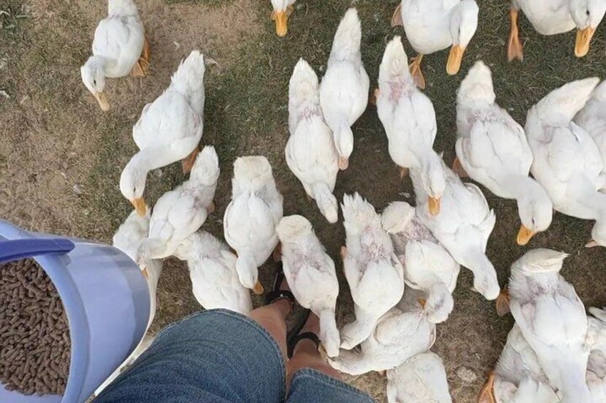Phong Nha Duck Massage Farm Experience with Garden Visit 5