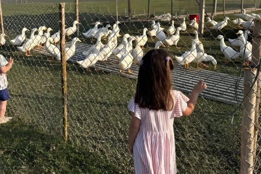 Phong Nha Duck Massage Farm Experience with Garden Visit 1
