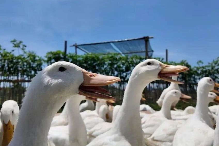 Phong Nha Duck Massage Farm Experience with Garden Visit 3
