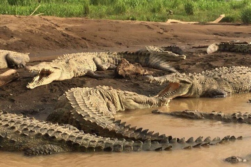 Puntarenas Rainforest, Hanging Bridges and Crocodile Boat Tour 5