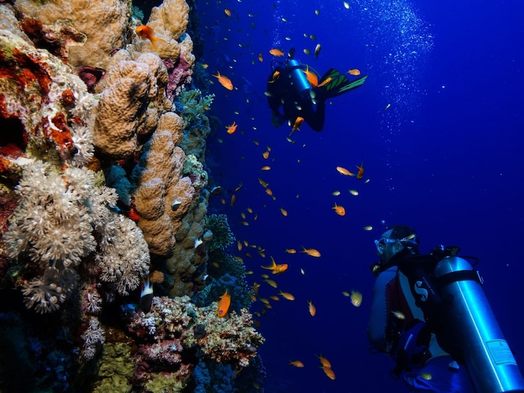 A diver surrounded by vibrant coral reefs and schools of fish. 1