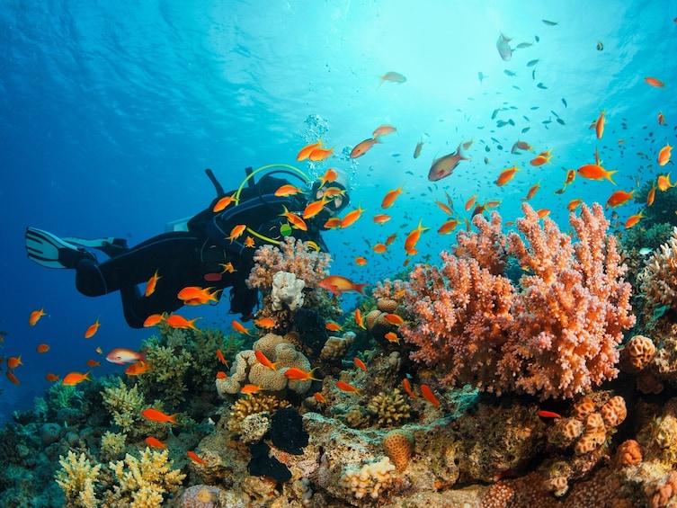 A diver surrounded by vibrant coral and schools of fish. 5