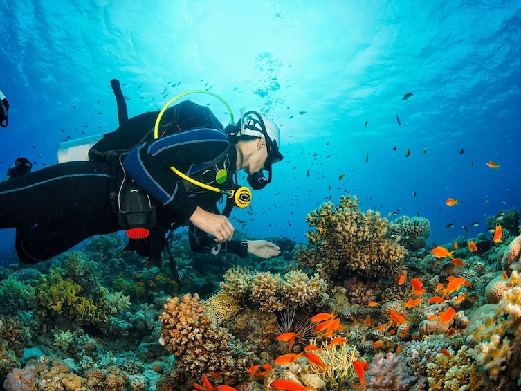 A diver exploring a vibrant coral reef with various fish species. 4