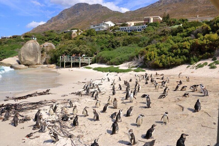 A beach with penguins, a rocky outcrop, and a building in the background. 4