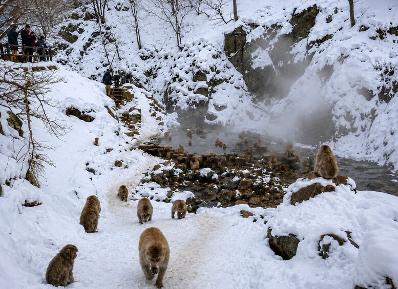 A snowy landscape with a group of monkeys near a hot spring. 2