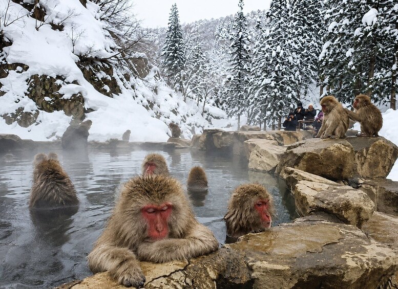 Snow-covered trees, a hot spring with monkeys, and a rocky landscape. 1