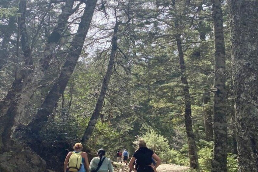 Bread Making and Forest Walk at Rural Tangier 3