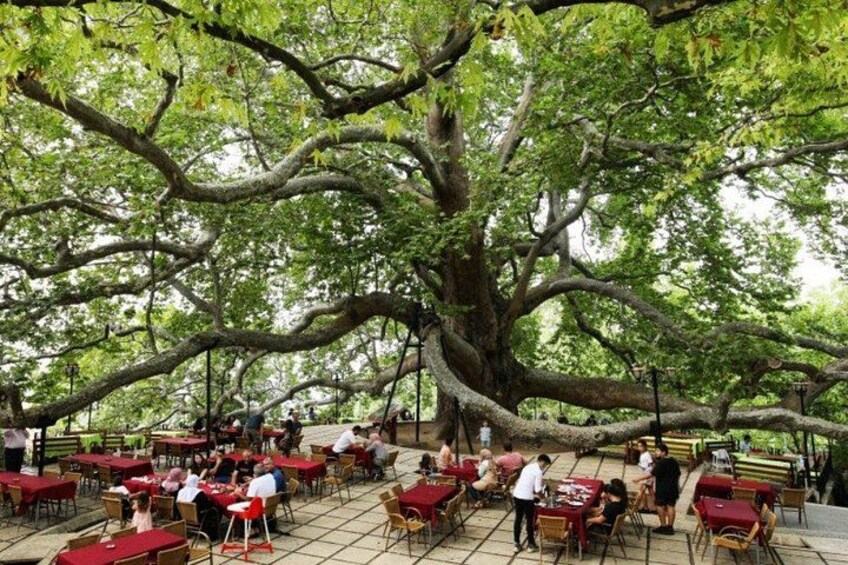 A large tree with a dining area underneath. 2