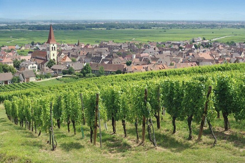 A vineyard, a town with a church, and a distant view of the countryside. 1