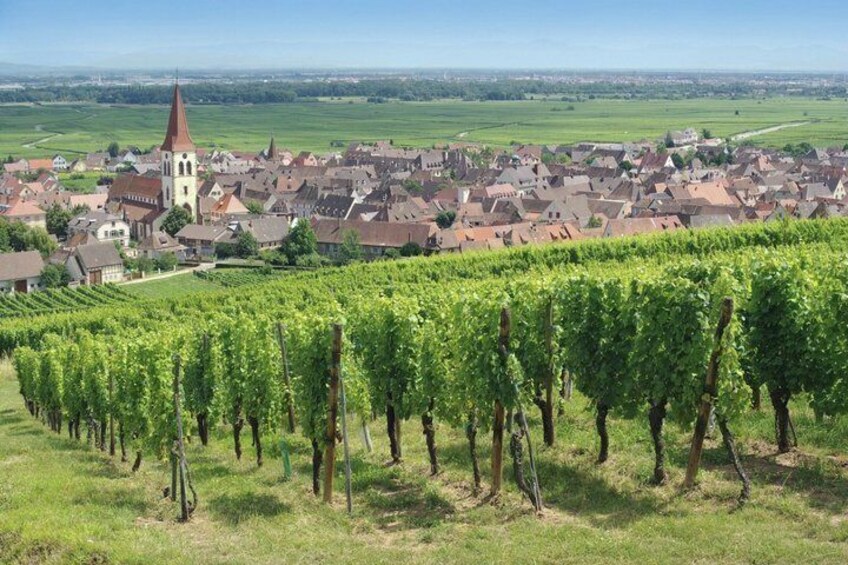 Decoding the vineyards of Alsace around Colmar Independent Guide 5