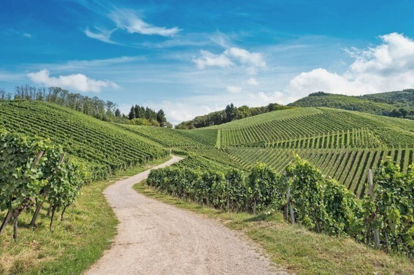 Decoding the vineyards of Alsace around Colmar Independent Guide 1