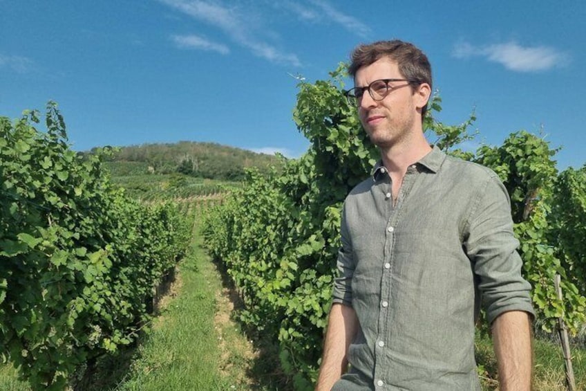 A vineyard with rows of grapevines under a clear sky. 1