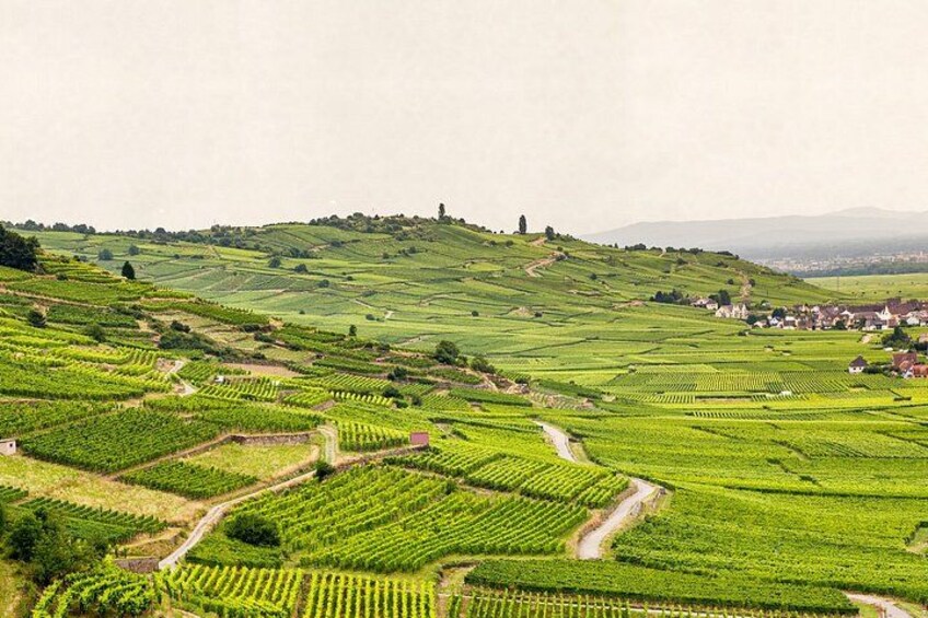 A vineyard landscape with terraced fields and a small village in the distance. 3