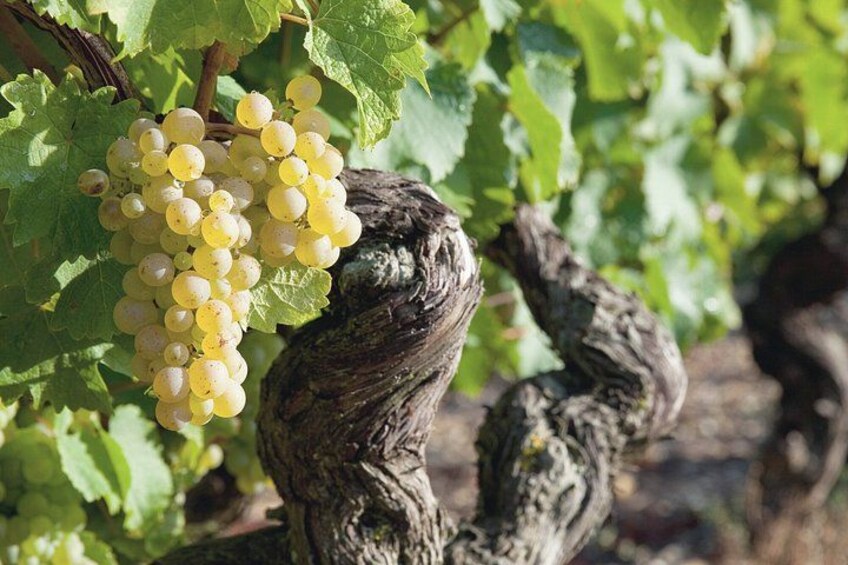 A bunch of yellow grapes hanging from a vine with green leaves. 5
