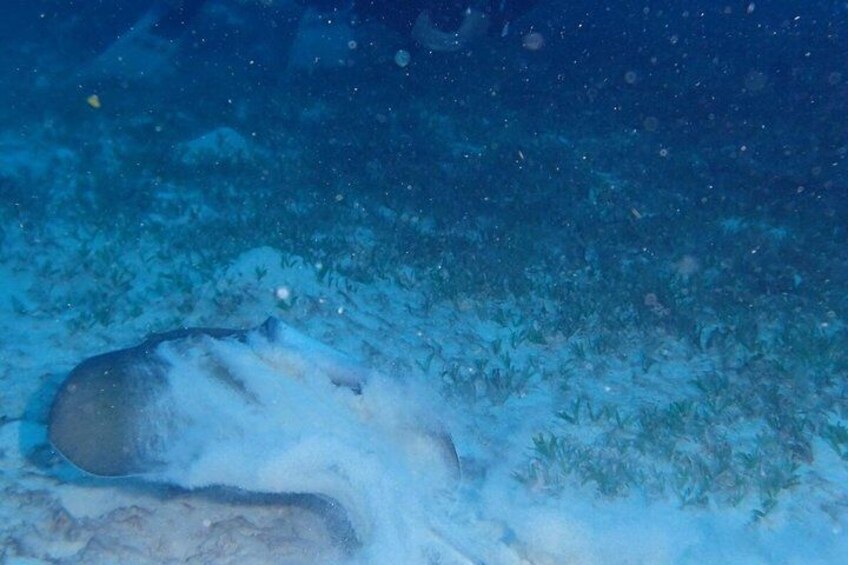 Anguilla Based: Scheduled 1 Tank Dive ( Certified Divers) 5