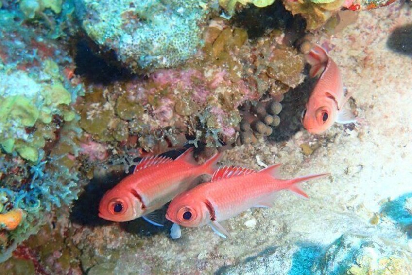 Anguilla Based: Scheduled 1 Tank Dive ( Certified Divers) 4
