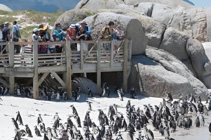 A wooden viewing platform with people observing penguins on a rocky beach. 1