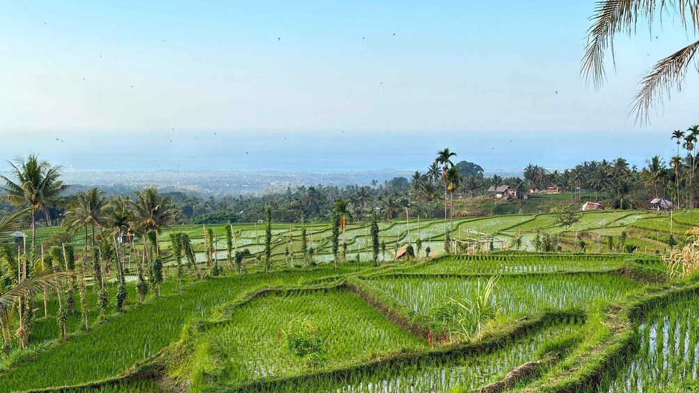 Terraced rice fields, palm trees, and a distant cityscape. 5