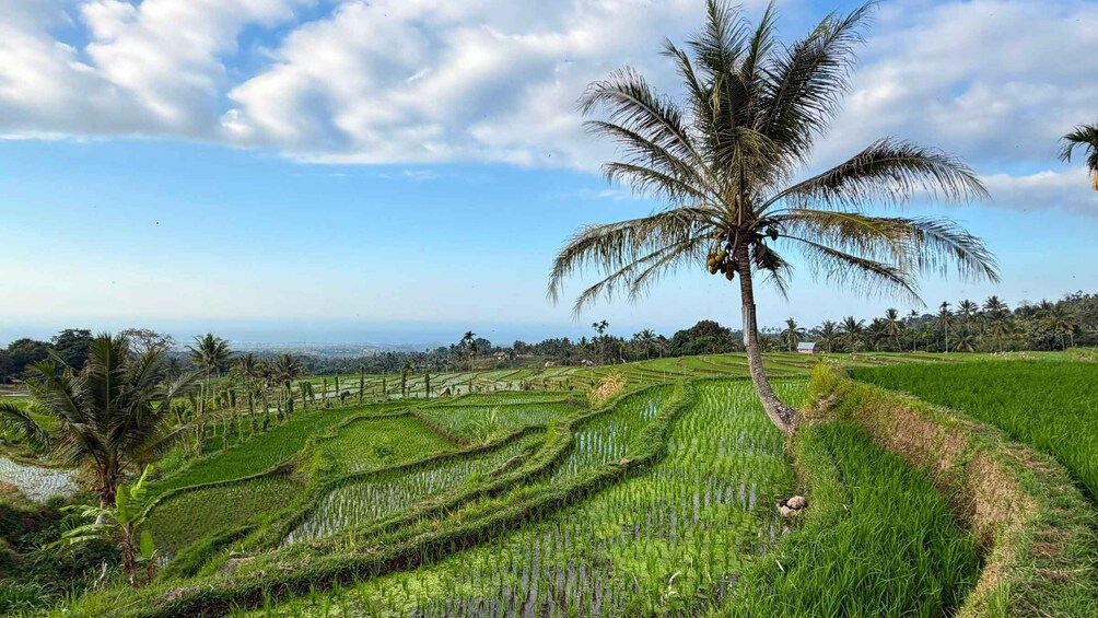 A landscape with terraced rice fields, a palm tree, and a distant view of a city skyline. 4