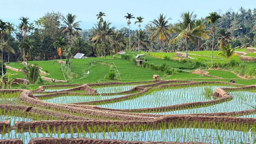 Terraced rice fields with water channels, surrounded by palm trees and a clear sky. 3
