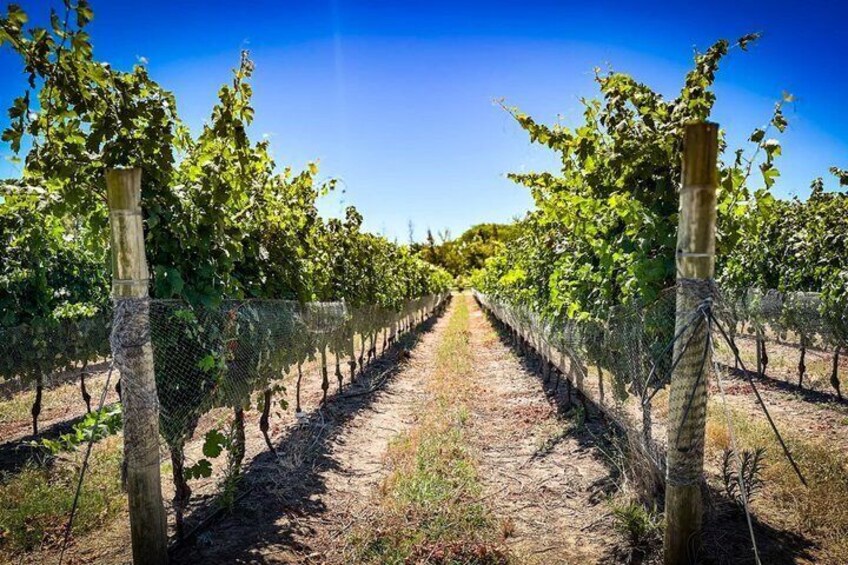 A vineyard with rows of grapevines and a dirt path. 1