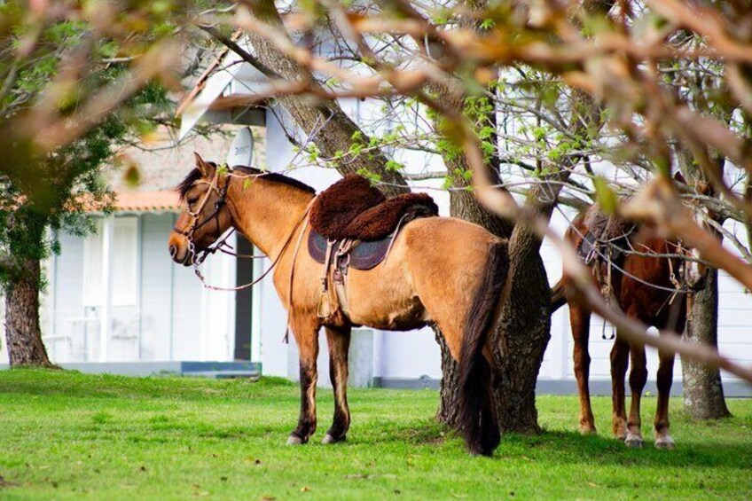 A horse standing next to a tree in a grassy area with a building in the background. 5