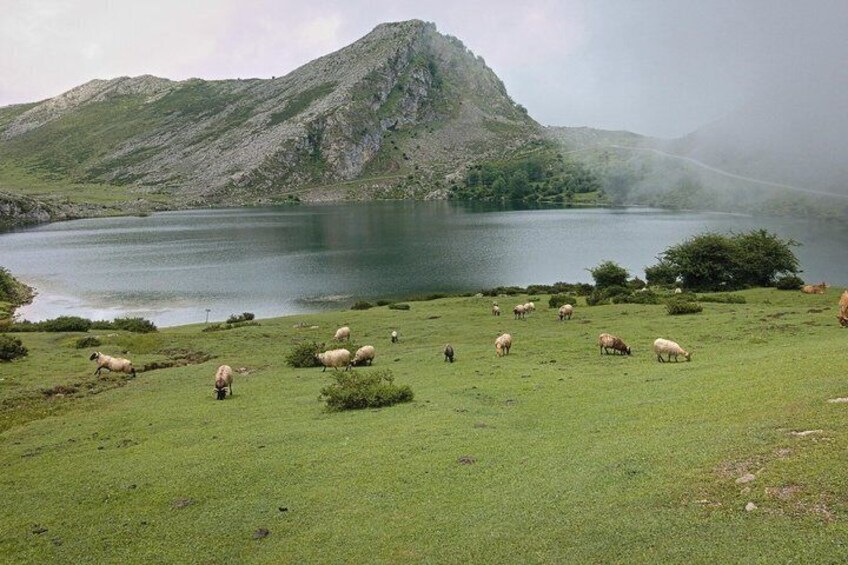 Excursion to the Lakes of Covadonga Cangas de Onís Small Group 3