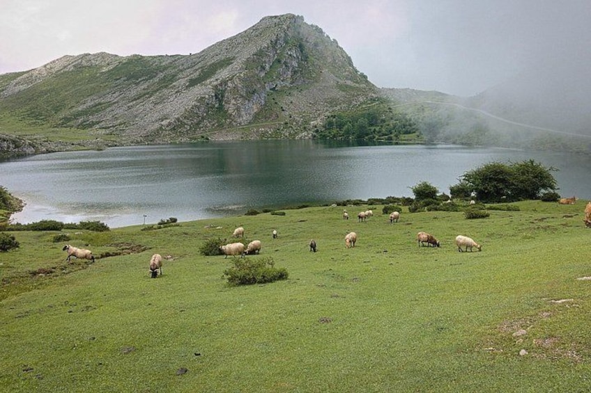 A lake surrounded by mountains, with sheep grazing on the grass. 2