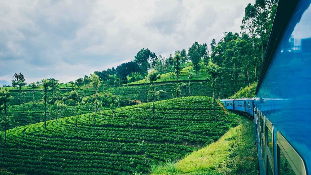 Picture 2 for Activity NanuOya: First-Class Scenic Train Seat Reservation to Ella 3