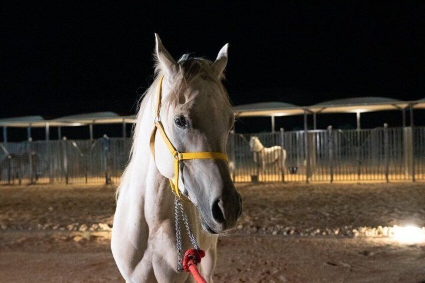 Shared Riyadh Horse Ride Adventure 1