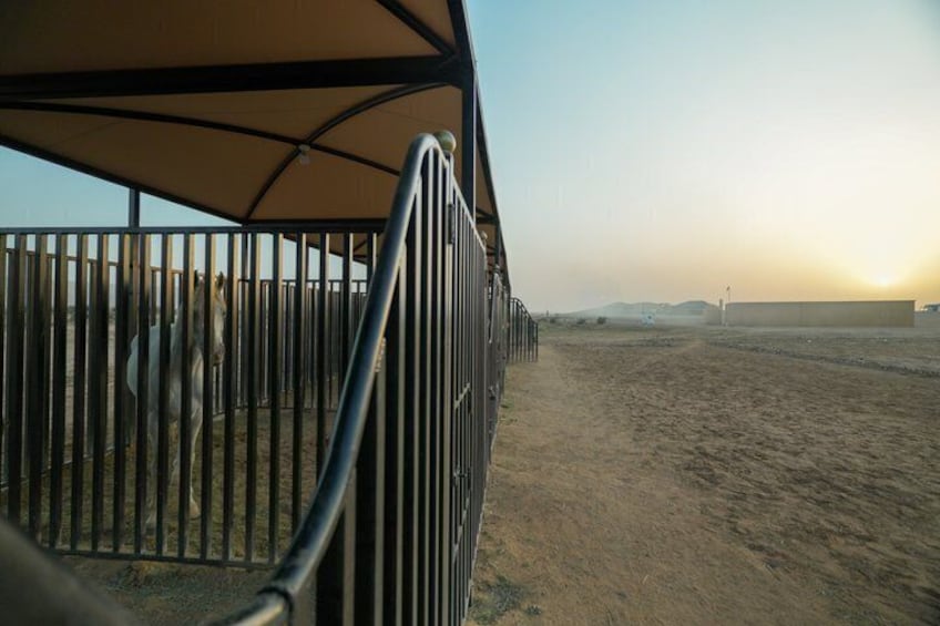 Shared Riyadh Horse Ride Adventure 4