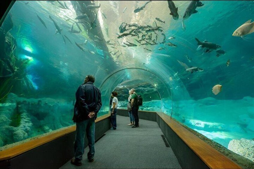 An aquarium tunnel with visitors observing marine life. 1