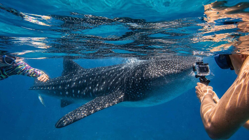 Picture 3 for Activity Cebu: Oslob Whale Shark Swimming Experience with Transfer 2