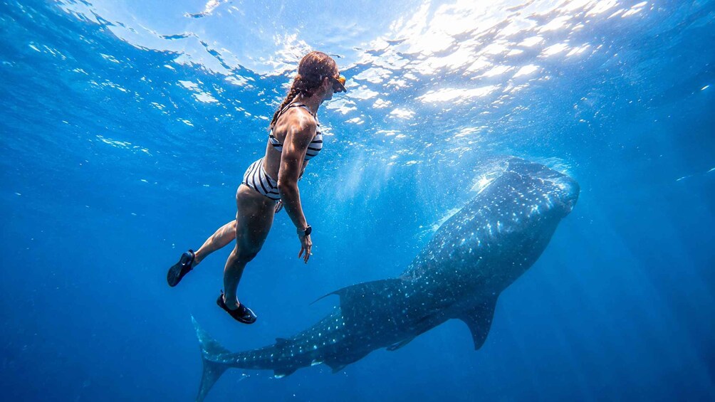 Picture 2 for Activity Cebu: Oslob Whale Shark Swimming Experience with Transfer 5