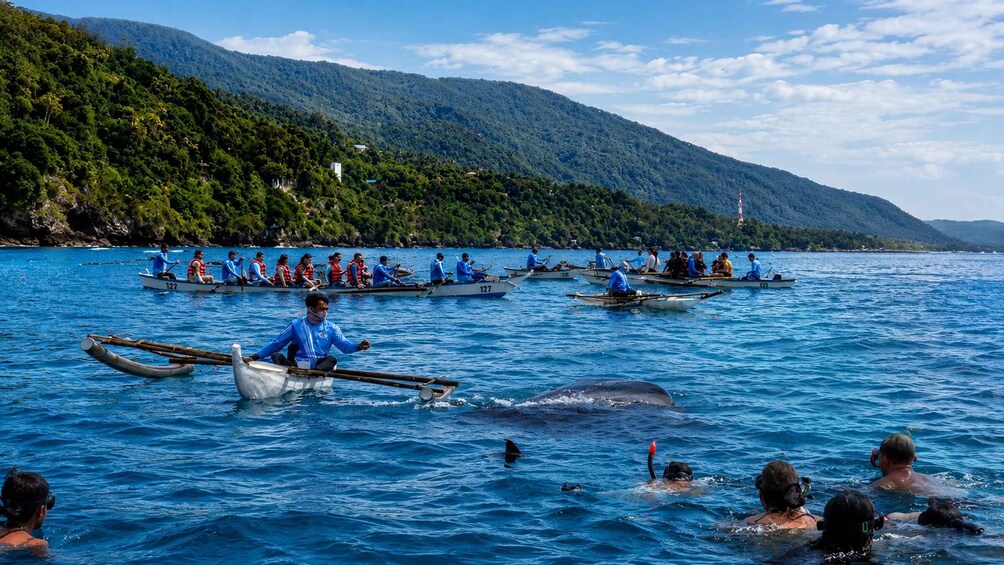 Cebu: Oslob Whale Shark Swimming Experience with Transfer 1