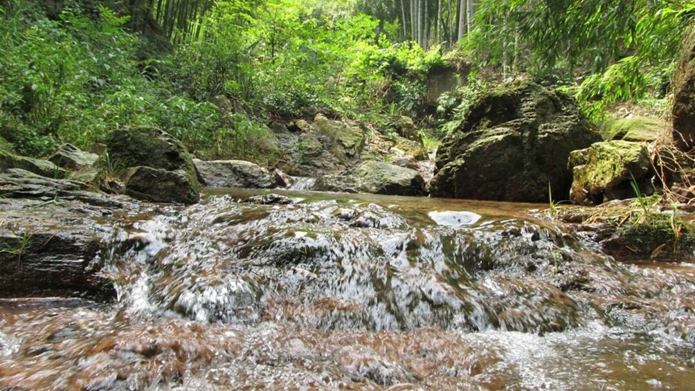 Picture 3 for Activity Nanjing: Anji Bamboo Trail & Waterfalls Private Day Trip 3