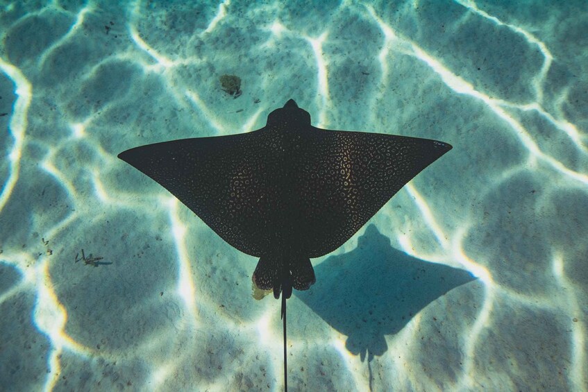 A stingray swimming in clear water with sunlight patterns on the sandy bottom. 1