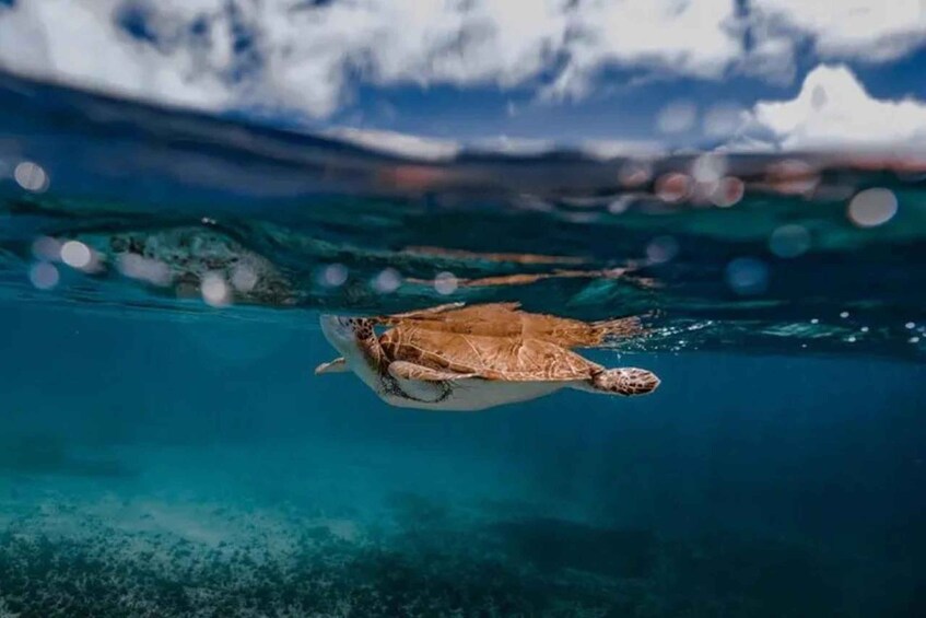 A sea turtle swimming underwater. 5