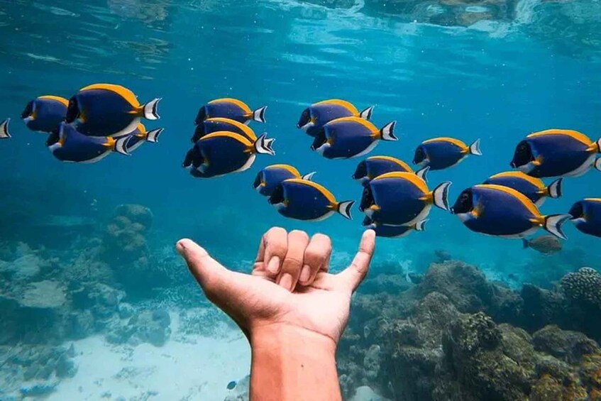 A hand reaching out towards a school of blue and yellow fish swimming in clear water. 4